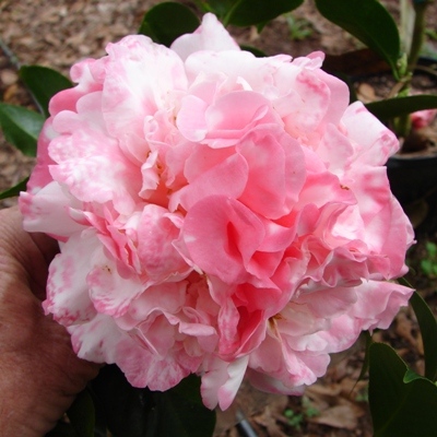 Tiffany Variegated